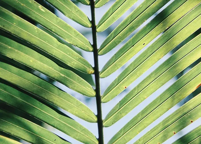 Zamna - Jungle Cozumel