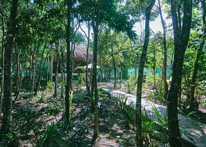 Zamna - Jungle * Cozumel